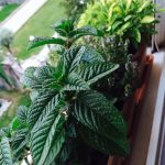 AromaticheAdorate