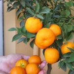 Chinotto