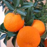 Chinotto2