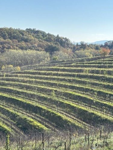 Foto 08-11-25, 10 57 19